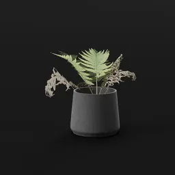 Lady Fern Tiny Potted