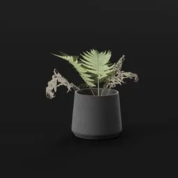 Lady Fern Tiny Potted