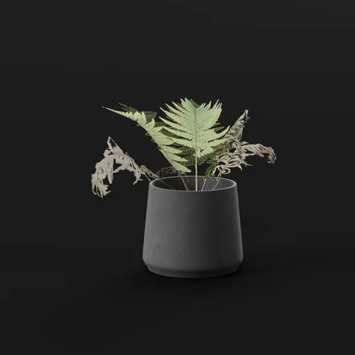 Lady Fern Tiny Potted