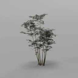 Bamboo Culm Cluster