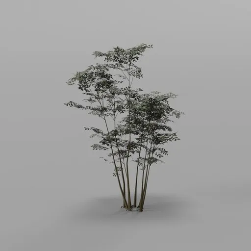 Bamboo Culm Cluster