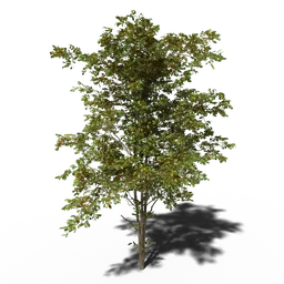 Combretum molle tree v4