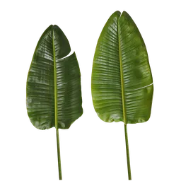 Strelitzia reginae Leaf