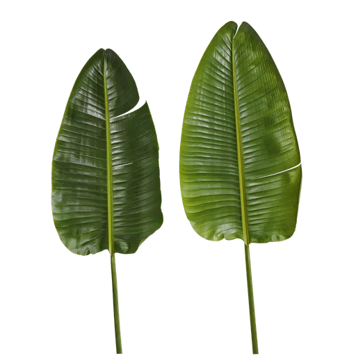 Strelitzia reginae Leaf