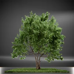 Tree Vine Maple Animated