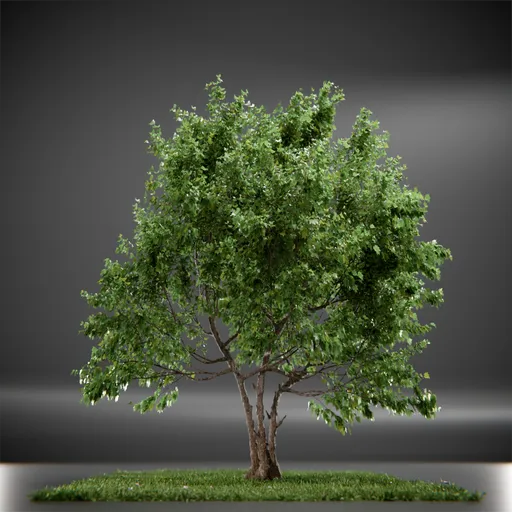 Tree Vine Maple Animated