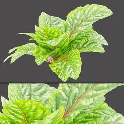 Green Red Foliage