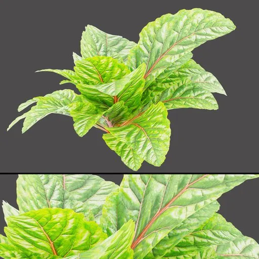 Green Red Foliage