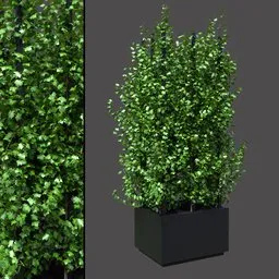 Modern Ivy Screen