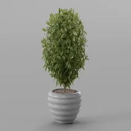 Indoor plant