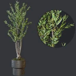 Detailed olive plant 3D model in modern vase, intricately designed with realistic olives and leaves for Blender rendering.