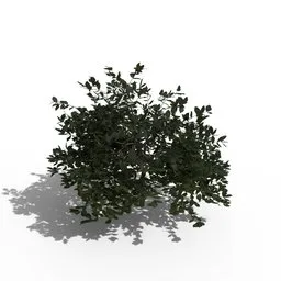 Shrub
