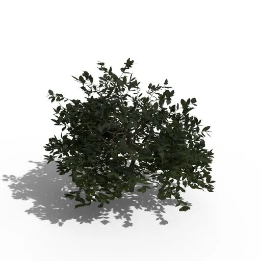Shrub