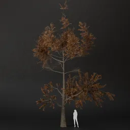 SJ-Late Light Pine Tree