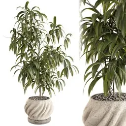 Ficus