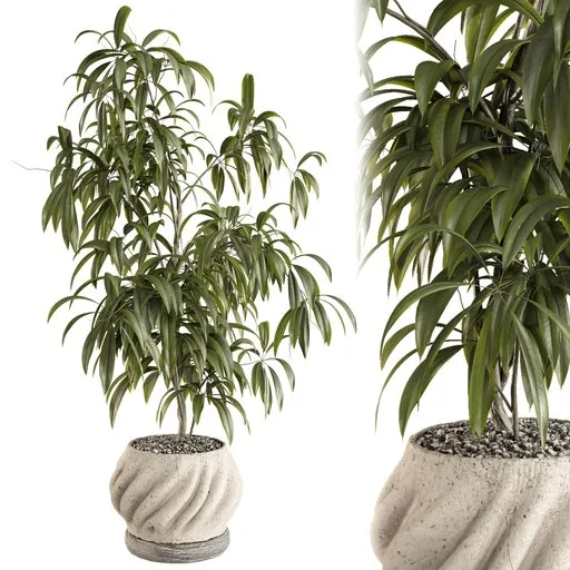 Ficus