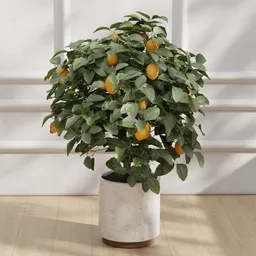Lemon Tree