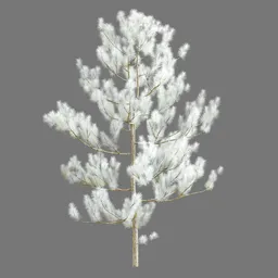 Pine tree white