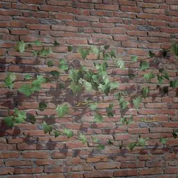 Ivy Creeper Side 2M 04