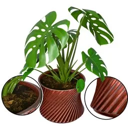 Monstera Plant
