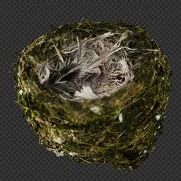 Bird Nest
