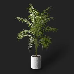 Areca Palm Plant