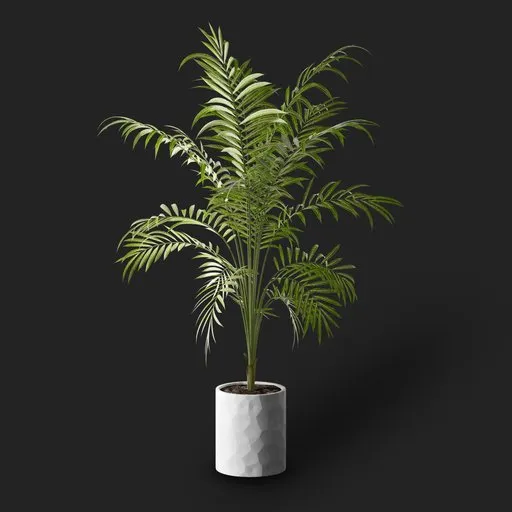 Areca Palm Plant