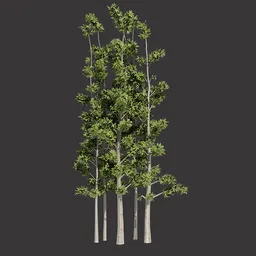 Forest Trees