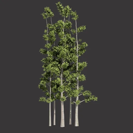 Forest Trees