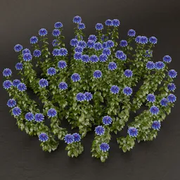 SJ-Timeless Beauty Bush