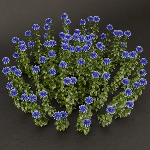 SJ-Timeless Beauty Bush