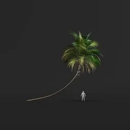 Palm Tree (Spring) - Tall Thin Shallow Bend