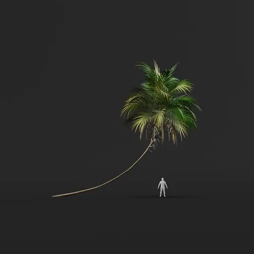 Palm Tree (Spring) - Tall Thin Shallow Bend