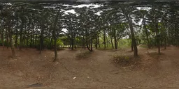 Forest during the day HDR