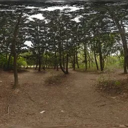 Forest during the day HDR