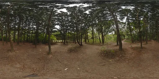 Forest during the day HDR