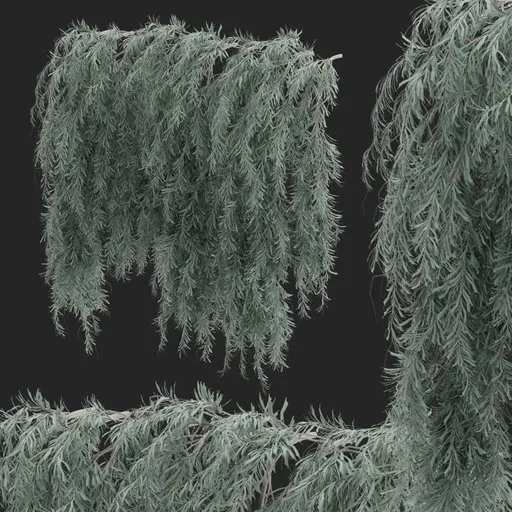 Wall Hanging Plant