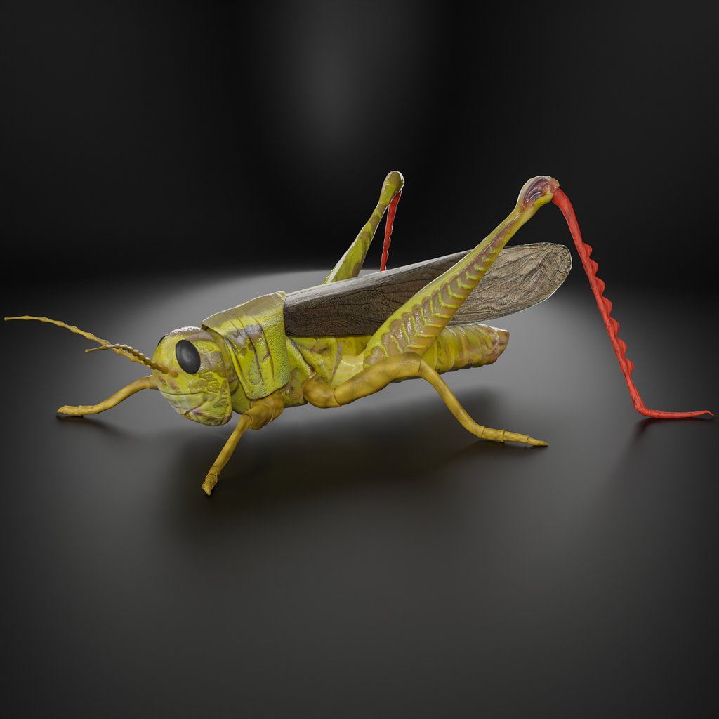 Green Grasshopper Rigged | FREE Insects Models | BlenderKit