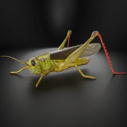 "Green Grasshopper rigged 3D model for Blender 3D: A realistic insect rendered by Roland Zilvinskis, featuring a grasshopper with a red string in its mouth. This high-quality model, created using Solidworks and ZBrush, showcases electronic components, human back legs, and sneakers. Perfect for animations, this trending artform by Werner Gutzeit is optimized for Google Image SEO."