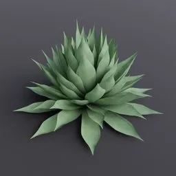Plant Agave Parryi Medium