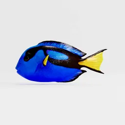 Blue Tang Swimming