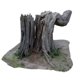 Tree Trunk in the Forest | Trees models | BlenderKit