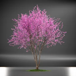 Tree Eastern Redbud Animated