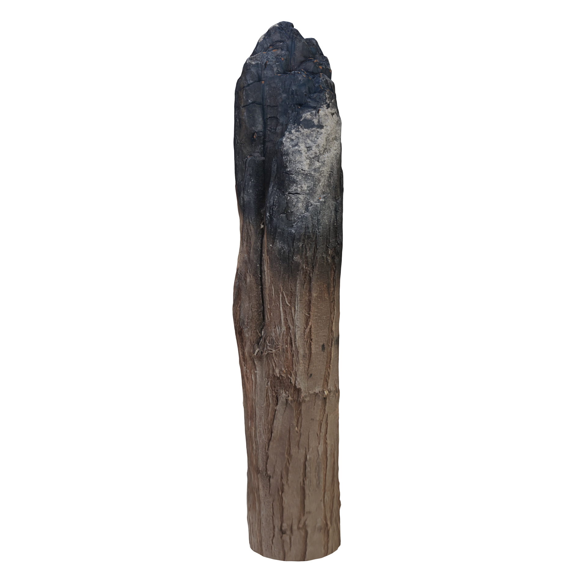 Burned Trunk Scan | FREE Trees models | BlenderKit
