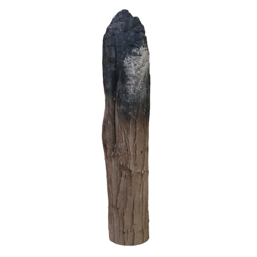 Burned Trunk Scan