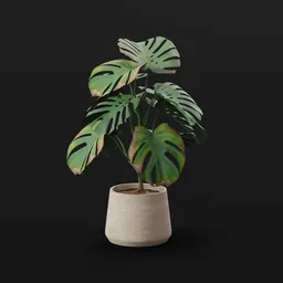 Monestera Plant Tall Potted