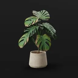 Monestera Plant Tall Potted