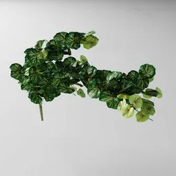 Detailed Pelargonium 3D model with editable geometry nodes, suitable for Blender, showing realistic leaves and organic structure.