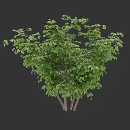 Bush Plant