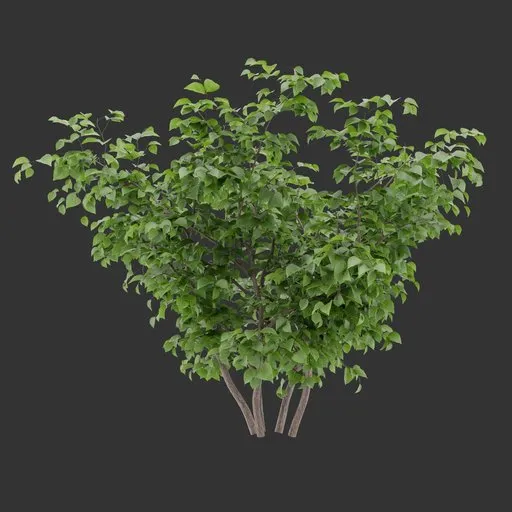 Bush Plant